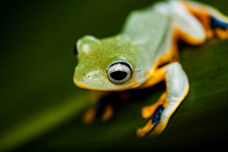 Natural exotic frogの写真素材