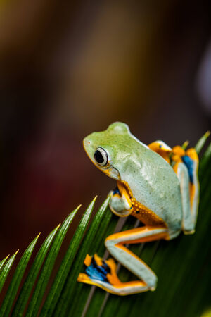 Natural exotic frog