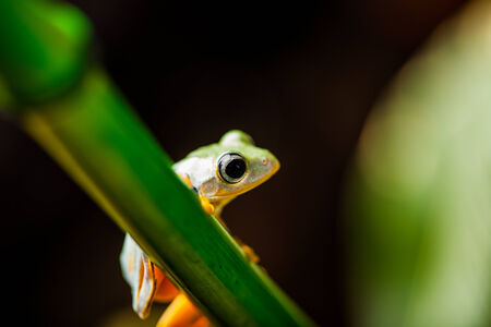 Exotic frog in the jungle