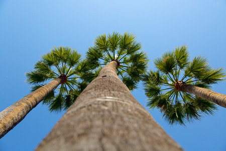 Green palm trees with blue sky background