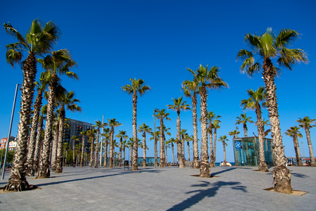 Green palm trees, blue background of sky, street of Barcelonaの写真素材