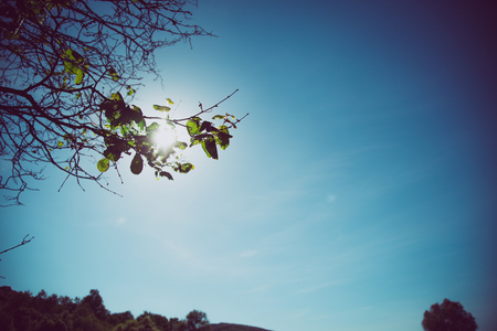 Vintage blue sky scene with green leaves on tree, faded backgroundの写真素材