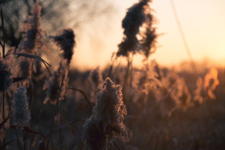 Autumn cereal and grass at sunset in warm tonesの写真素材