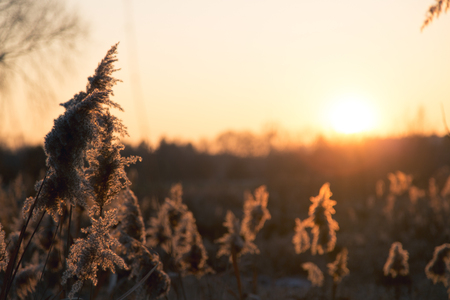 Autumn cereal and grass at sunset in warm tonesの写真素材