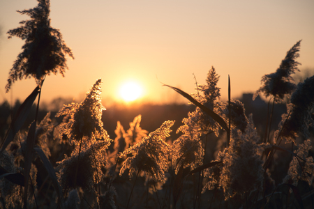 Autumn cereal and grass at sunset in warm tonesの写真素材