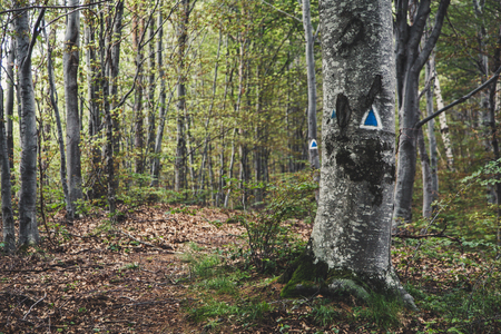 Touristic trail in green forest, mountains of Romaniaの写真素材