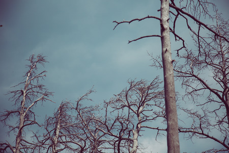 Dead trees, dramatic vintage backgroundの写真素材