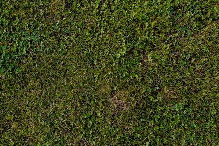 Green grass natural backgroundの写真素材