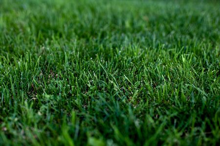 Green grass natural backgroundの写真素材