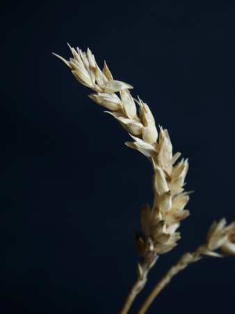 ears of wheat on a dark background close-up, macro photographyの写真素材