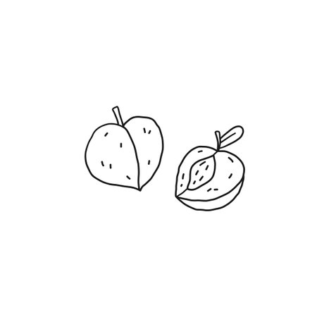 Peach or apricot outline icon. Fuit, healthy nutrition, organic food. Hand drawn line vector illustration.のイラスト素材