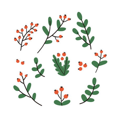 Hand drawn winter branches and leaves. vector elementsのイラスト素材