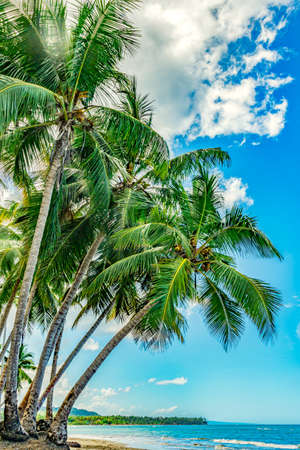 Beautiful beach landscape with  coconut palmsの写真素材