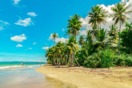 Beautiful beach landscape with  coconut palmsの写真素材