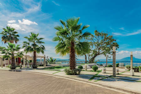 Fenix palm trees, ocean and mountain view, waterfront square, Alicia beach, Sosua, Puerto Plata, Dominican Republicの写真素材
