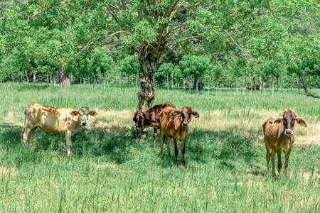Cows under a tree on a meadowの写真素材