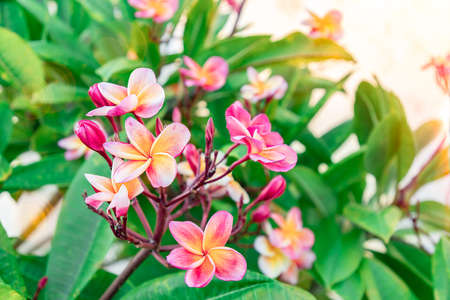 A beautiful bunch of tropical frangipani flowers. Plumeria blooms pink and yellow and white. Fresh spa flowers at sunset. Asian or carribean flower gardenの写真素材