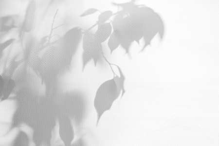 Abstract natural pattern with shadows. Gray shadow background from natural leaves, fern branches...