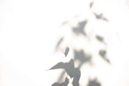 Leaves shadow with harsh light on an old cracked, plastered wall. Hard shadows on a white...