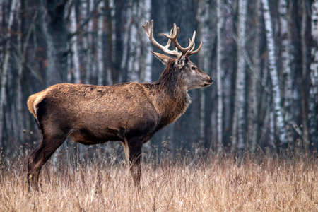 Majestic and powerful adult red deer in the autumn birch grove in the forest. Wild deer close-up.