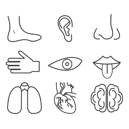 Human organs senses and body partsのイラスト素材
