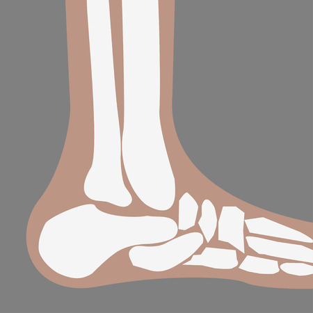 human Foot Bonesのイラスト素材