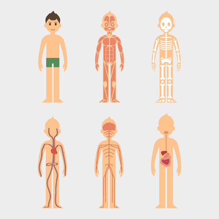 Stylized male body anatomy chart men.のイラスト素材
