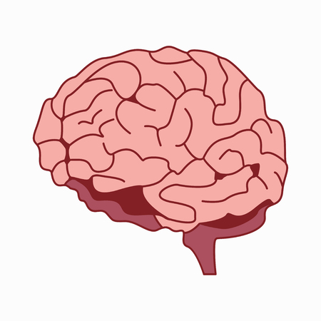 medically accurate illustration of the brain design vector illustrationのイラスト素材