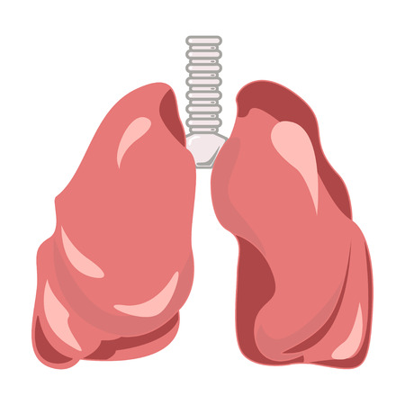 Human lungs and trachea. Organ isolated designのイラスト素材