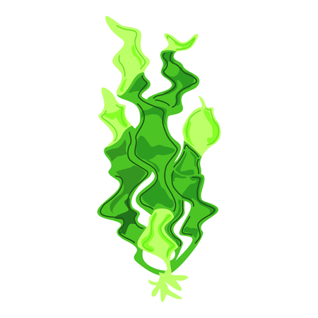 Seaweed. Sea underwater flora, aquarium kelp. Ocean plantsのイラスト素材