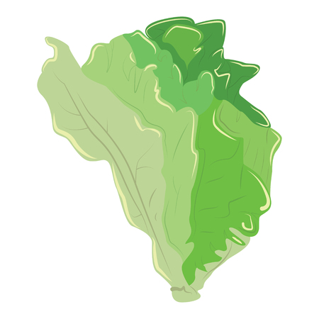 Green lettuce. Chinese cabbage. Fresh healthy ingredientのイラスト素材
