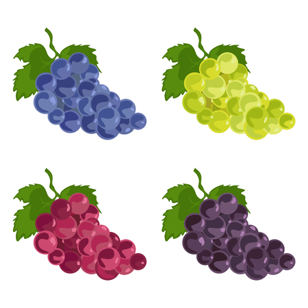 Color grapes icons. Green, blue and purple setのイラスト素材