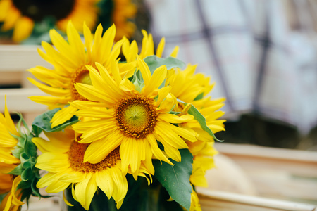 Bouquet of sunflowersの写真素材