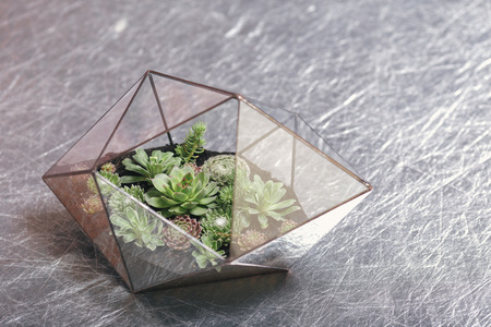 Florarium Glass vase with succulent plant. Miniature cactus succulent plant in a glass florarium vaseの写真素材