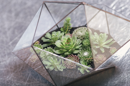 Florarium Glass vase with succulent plant. Miniature cactus succulent plant in a glass florarium vaseの写真素材