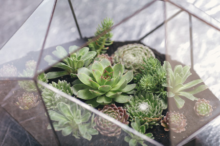 Florarium Glass vase with succulent plant. Miniature cactus succulent plant in a glass florarium vaseの写真素材