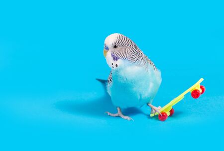 sky blue wavy parrot with plastic toy skateboard on color background