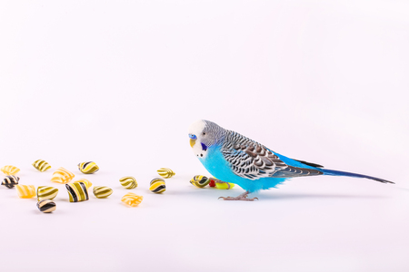 Sky blue budgie with toy skateboard and candies on white background