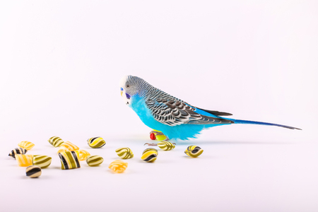 Sky blue budgie with toy skateboard and candies on white backgroundの写真素材