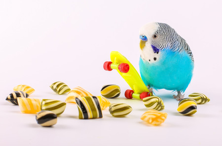 Sky blue budgie with toy skateboard and candies on white backgroundの写真素材