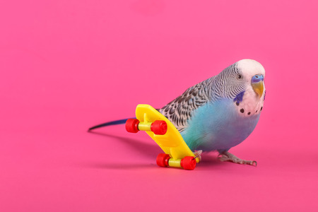Sky blue budgie with plastic toy skateboard on pink backgroundの写真素材