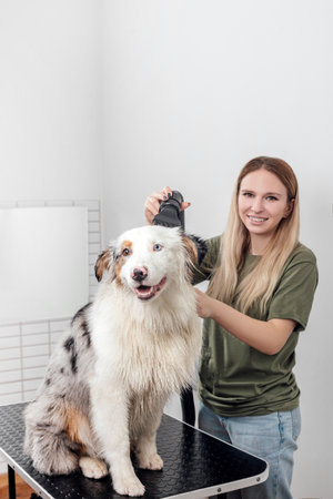 Female is grooming and trimming Australian shepherd in salonの写真素材