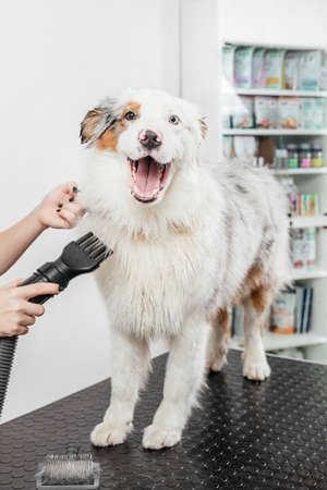 Female is grooming and trimming Australian shepherd in salonの写真素材