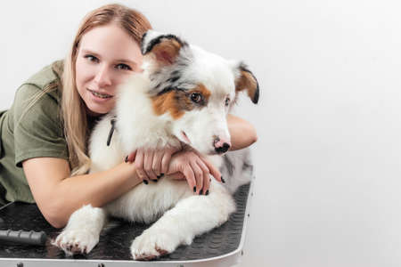 Female is grooming and trimming Australian shepherd in salonの写真素材