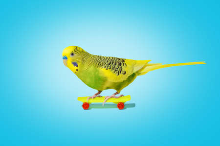 Lime yellow wavy parrot with plastic toy skateboard on blue backgroundの写真素材