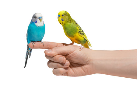 Two blue and yellow wavy parrots sitting on hand isolated on white backgroundの写真素材
