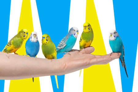Many wavy parrots on ukrainian on yellow and blue geometrical background