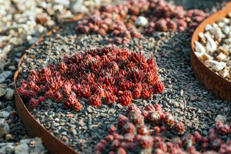 Drought tolerant landscaping from succulents in ornamental designの写真素材