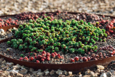 Drought tolerant landscaping from succulents in ornamental design
