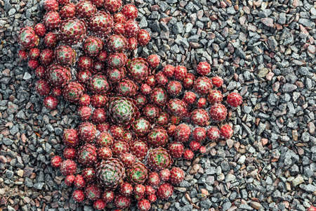 Drought tolerant landscaping from succulents in ornamental designの写真素材